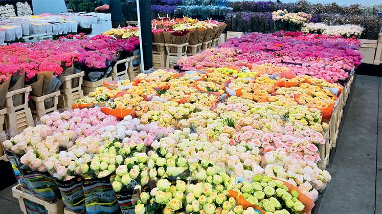 Цветы приучаются расти в онлайне