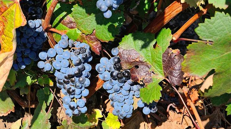 Автохтонные вина Дона — это по любви