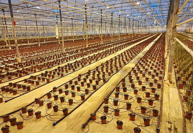 предоставлено маркетплейсом  Flowwow В России под выращивание цветов занято 330 га теплиц, доля отечественных производителей не превышает 20% всего объема продаж на цветочном рынке