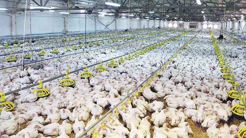  За короткое время на Сургутской птицефабрике удалось обеспечить повышение производительности труда на 10%