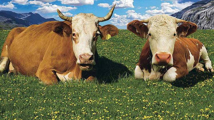Агропром: инновационные БАДы для коров