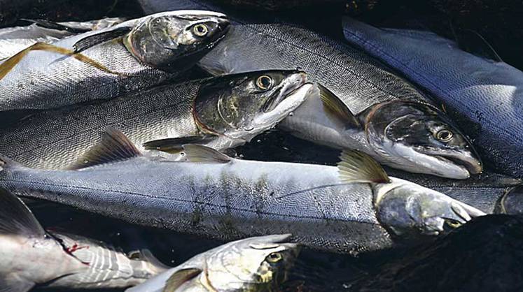 Рыболовство: рост цен на красную рыбу