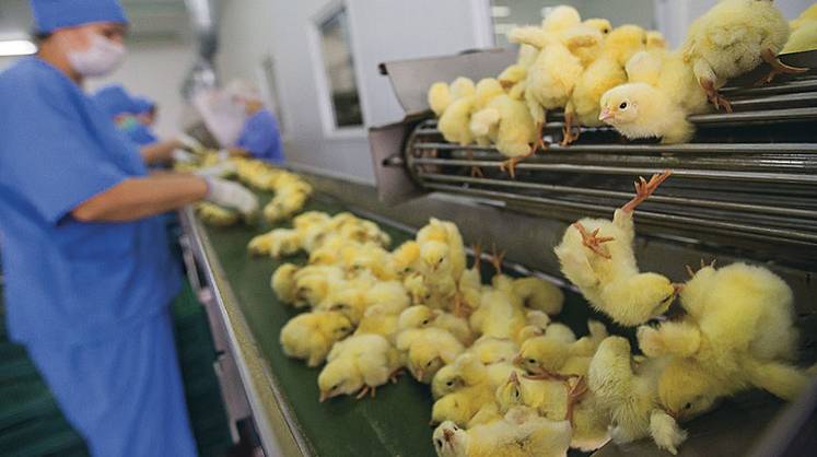 Агропром: корма для цыплят в нецыплячьих масштабах