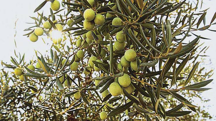 Засуха в Европе: неурожай оливок в Испании