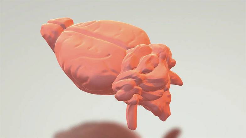  Самая влиятельная работа доктора Маслиа посвящена фундаментальным исследованиям повреждения синапсов  у мышей, и она тоже под подозрением