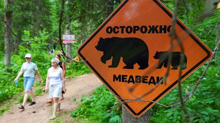 Медвежье «регуляторство»