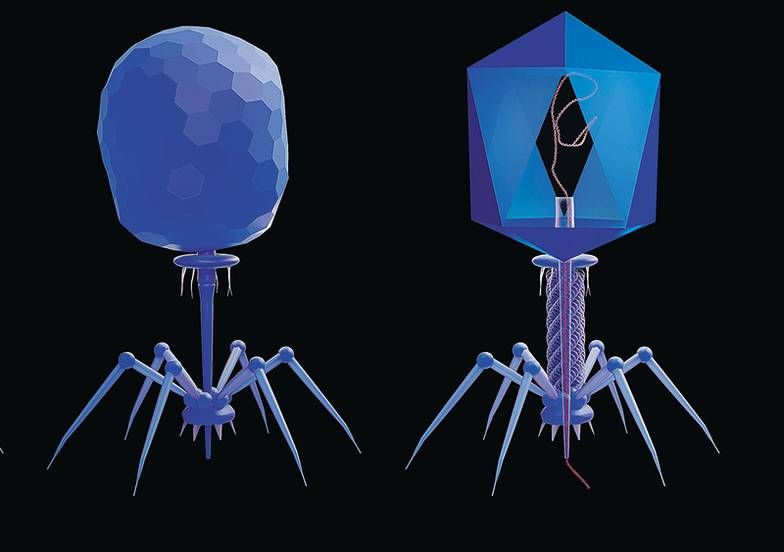 IMAGO/SCIENCE PHOTO LIBRARY Бактериофаги стали главными кандидатами на замену антибиотикам. В России их изучают, производят и успешно  интегрируют в систему здравоохранения