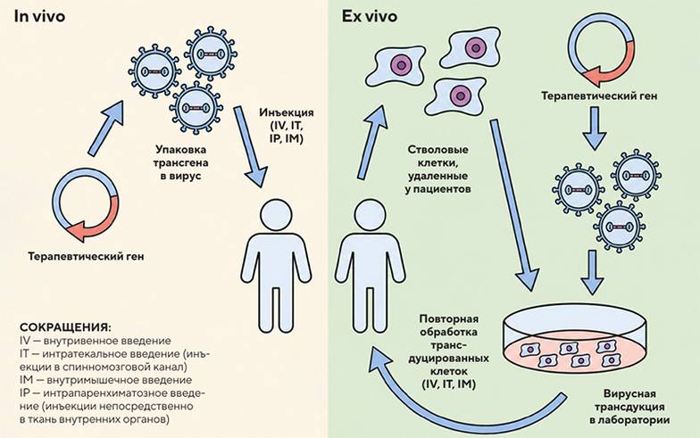  Стратегии генной терапии in vivo и ex vivo