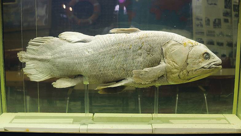 ОЛЕГ СЕРДЕЧНИКОВ Одно из чудес океана — кистеперая латимерия (целакант), древнейший представитель ныне живущей фауны. Этот вид считался вымершим миллионы лет назад, как и динозавры, пока ученые случайно не увидели рыбу в продаже на рыбном рынке г. Морони (Коморские острова). Один экземпляр теперь хранится в музее Института океанологии РАН  им. П. П. Ширшова