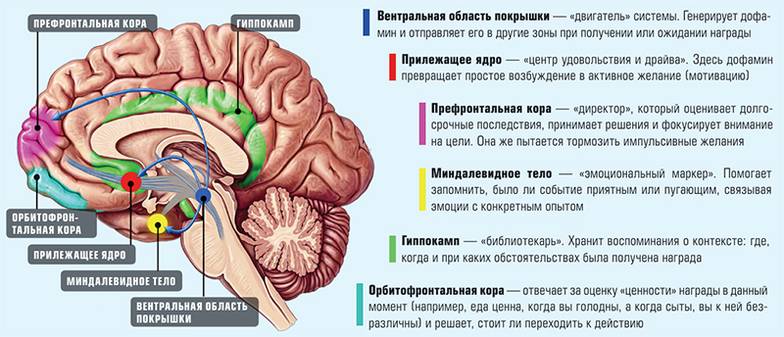  Система подкрепления мозга