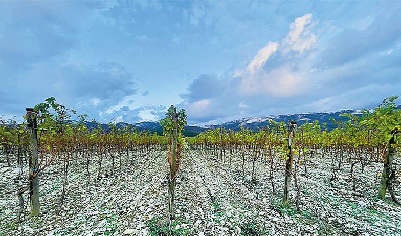  На виноградниках усадьбы «Маркотх» каменистые почвы, поэтому для высадки лоз в землю ее пришлось  буквально взрывать плугами