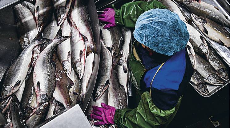 Посредников хотят отсечь от торговли лососем