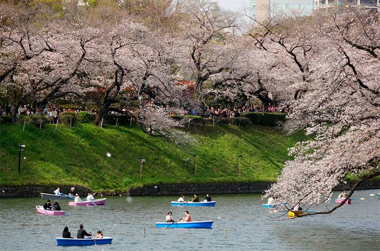 EPA/FRANCK ROBICHON Сакура в центре Токио