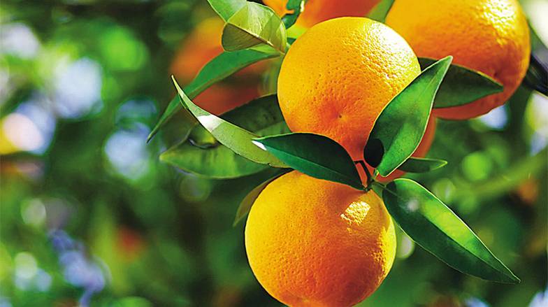  Фьючерс на апельсиновый сок за год подорожал на 74%