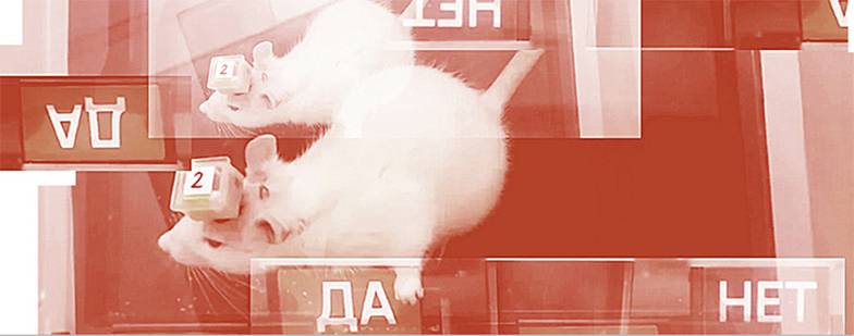  Пифия — первая крыса в мире, которую подключили к искусственному интеллекту и наделили суперспособ ностью — умением отвечать на вопросы из разных областей знаний с помощью клавиатуры. Организаторы  эксперимента — ученые из российской биотех-лаборатория Neiry и МГУ — полагают, что животное уже сейчас  умнее многих людей