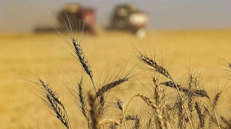 Власти национализируют зерновой экспорт