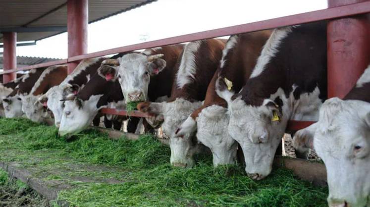 В бой идут высокопродуктивные КРС