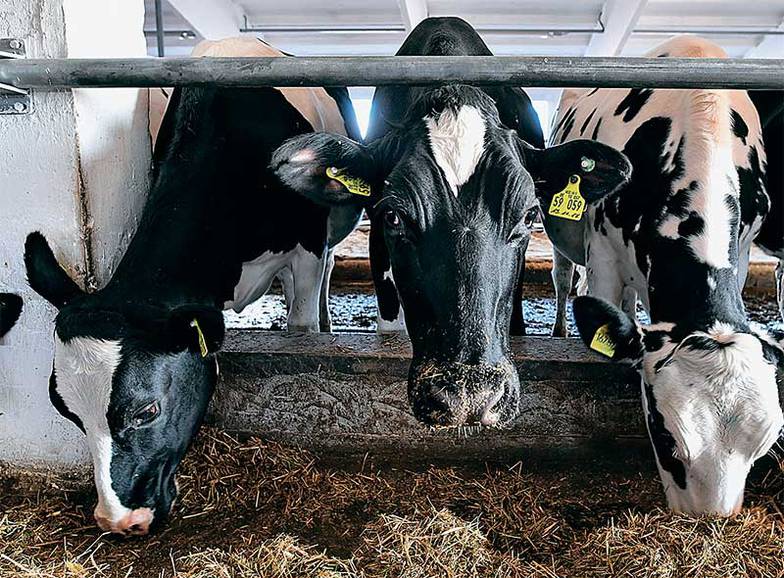 КИРИЛЛ КУХМАРЬ/ТАСС Производство говядины — одно из ключевых направлений дальнейшего развития российского агросектора