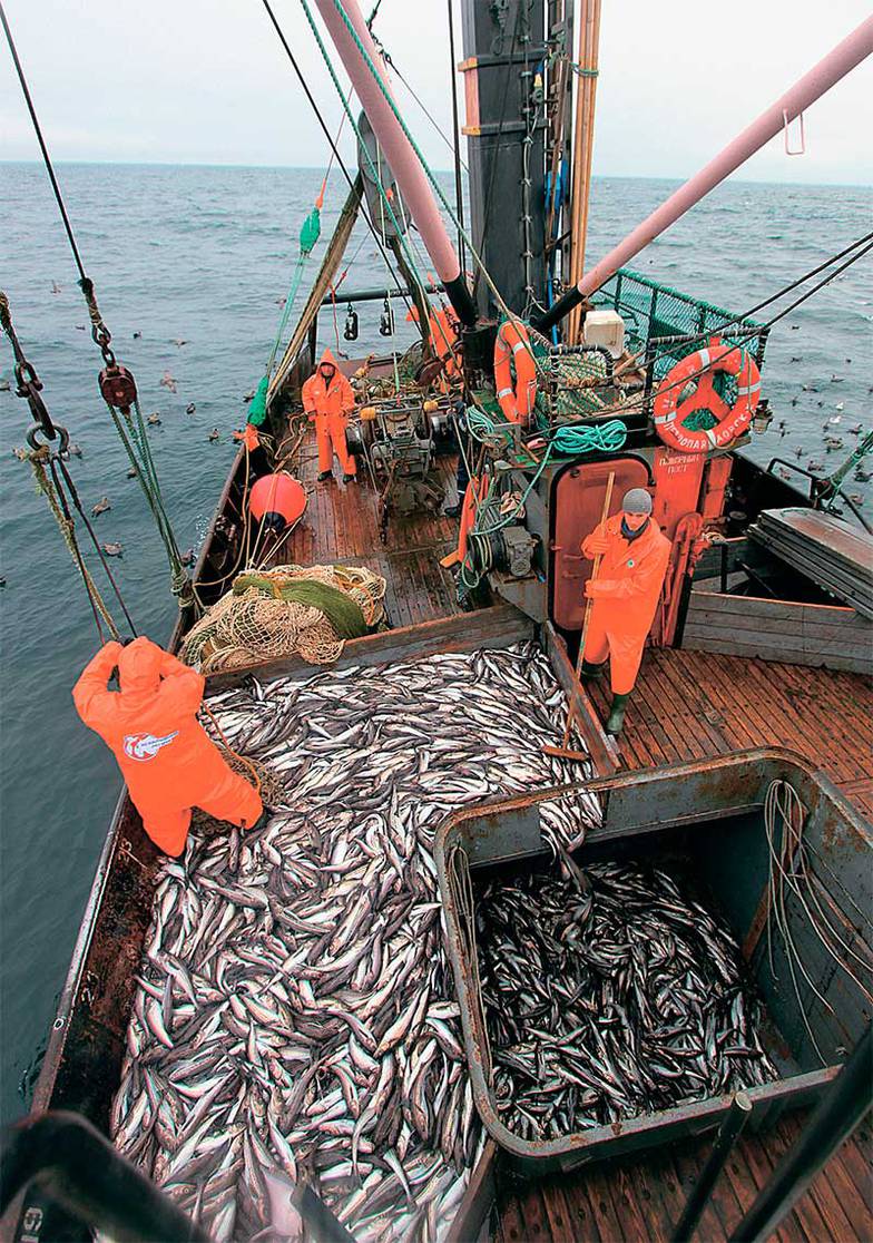 ИГОРЬ БУЙ МИСТРОВ/ТАСС Вылов минтая в этом году увеличился на треть, но из-за отсутствия контейнеров его не могут отправить вглубь страны