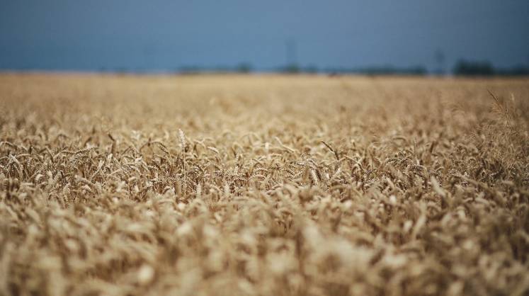 Польша и Словакия выступают за продление запрета поставок зерна с Украины