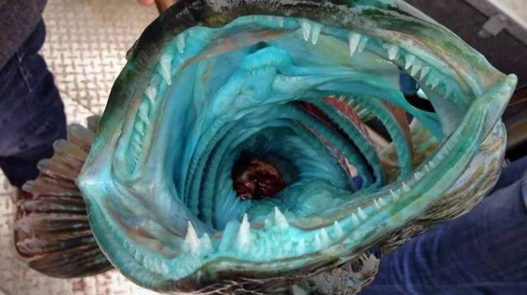 Биологи изучили рыбу, которая меняет по 20 зубов в день