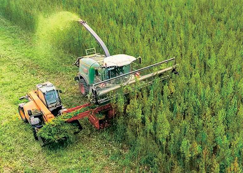 Олег Сердечников Недостаток спецтехники для уборки урожая и оборудования для переработки сырья — главный барьер в развитии конопляной отрасли