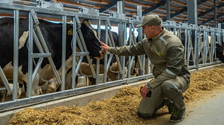 Свиноводы увидели истину в молоке