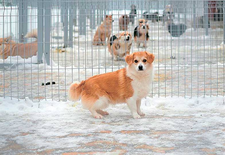 AlphaPet Несколько десятков породистых собак и кошек в исследовательском центре AlphaPet тестируют корма, выбирая между новинками компании и продукцией конкурентов