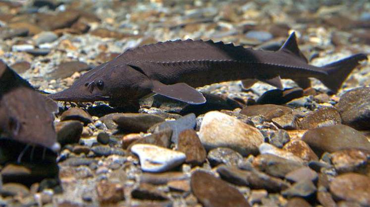 В Енисей выпустят 2,7 млн мальков краснокнижного сибирского осетра