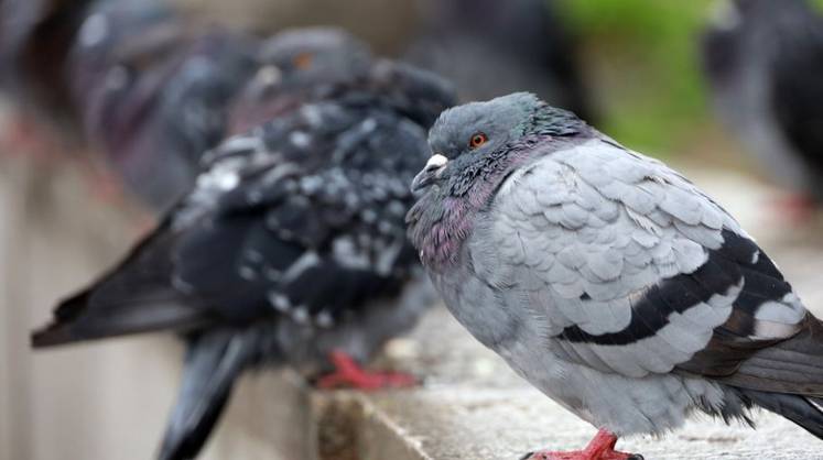 Ученые МГУ нашли в голубином помете опасные для людей дрожжи