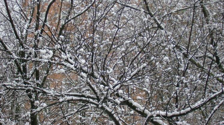 Москвичей в конце недели ждет снег