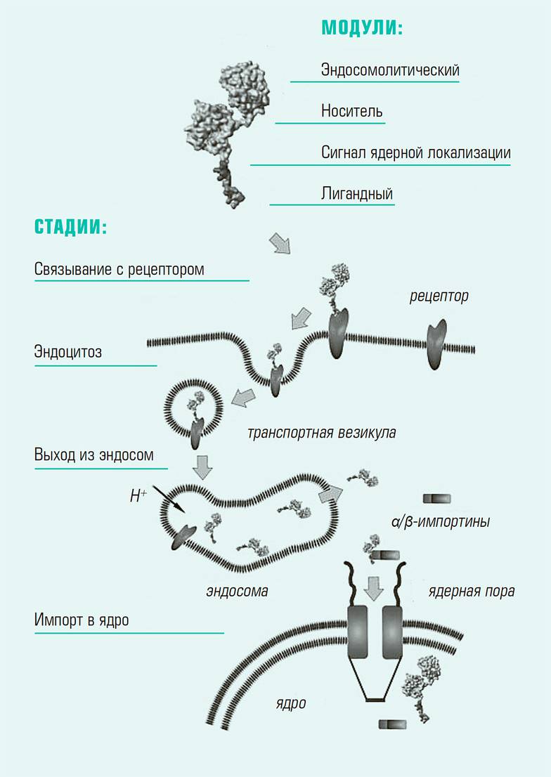 А.С. Соболев. Успехи биологической химии, т. 49, 2009, 389–404 Модульный нанотранспортер и его попадание в клетку-мишень