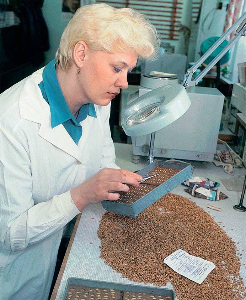 ОВЧИННИКОВ АЛЕКСАНДР/ФОТОХРОНИКА/ТАСС В России отрасль селекции представлена в основном государственными научными институтами и селекционно- семеноводческих центрами при них, использующими методы традиционной селекции