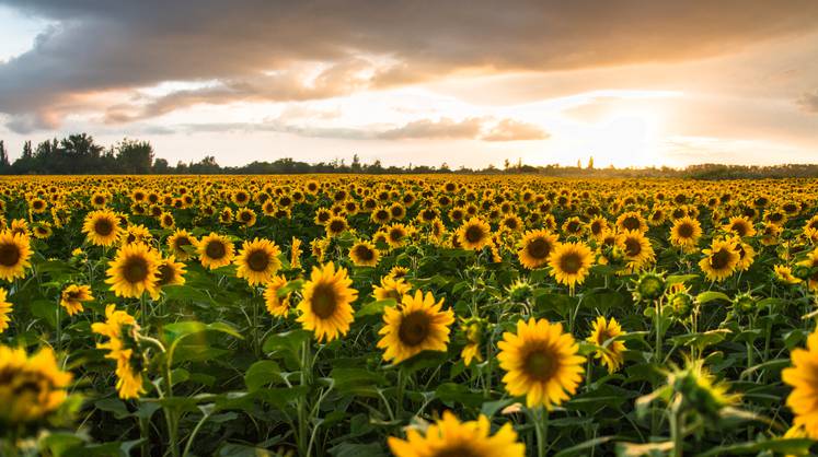 Регулирование цен на продовольствие может привести к сжатию рынка