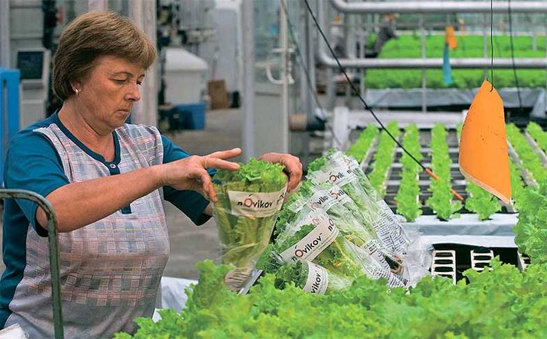 ИТАР-ТАСС/ ВИТАЛИЙ БЕЛОУСОВ Производители салатов и зелени практически полностью заместили импорт на российских прилавках