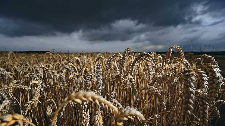 Компания «Новый сухопутный зерновой коридор» заявила о планах создать в Татарстане сухопутный зерновой хаб