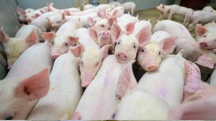 Агрохолдинг «Сибагро» запустит в Монголии свинокомплекс почти на 20 тыс. т продукции в год