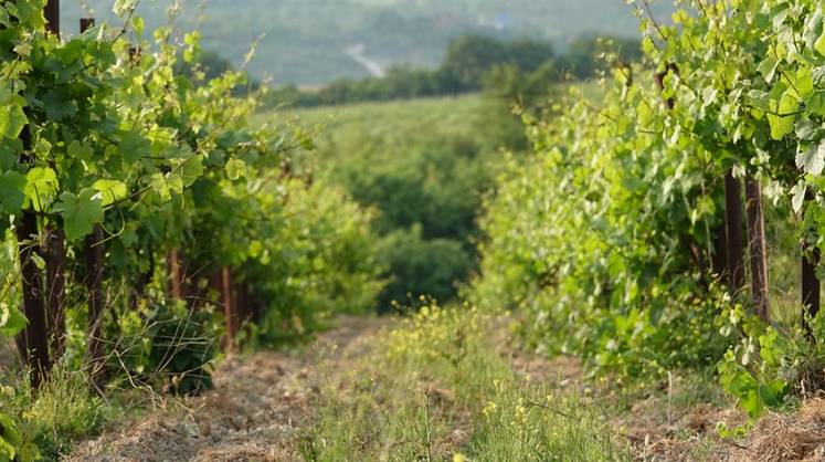 Один из ведущих винных холдингов юга РФ «Ариант» увеличит площадь виноградников до 13 тыс. га