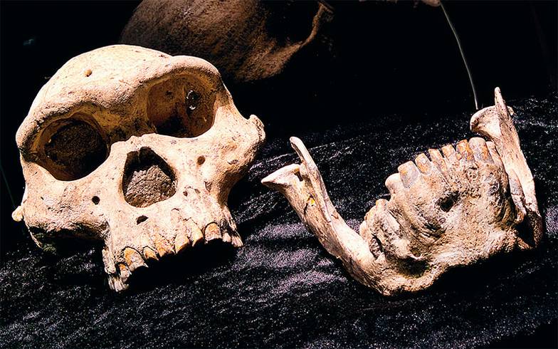 AP PHOTO/MICHAEL PROBST Этому черепу Homo georgicus, найденному в Грузии, 1,8 млн лет