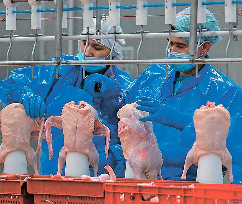 КИРИЛЛ КУХМАРЬ/ТАСС Инвесторы в птицеводстве намерены развиваться в новых нишах — в производстве утятины и индюшатины