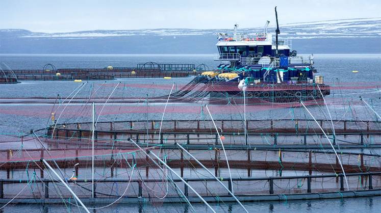 Вертикальная интеграция и машинное зрение спасают аквакультуру