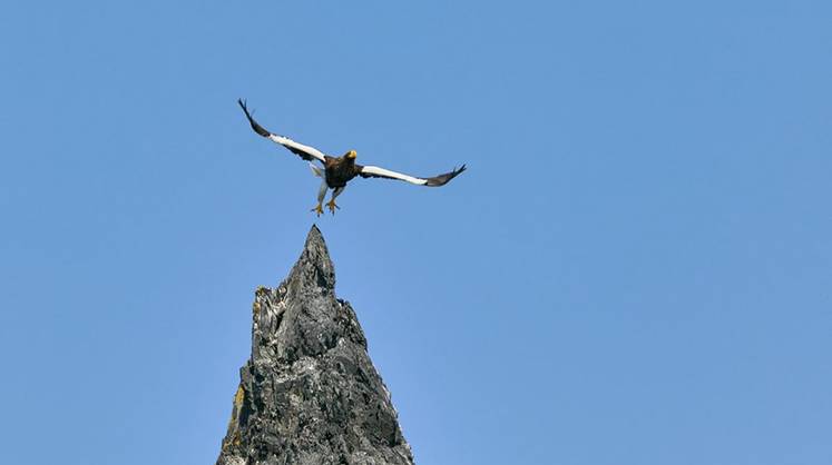 СПЧ предложил изымать земли ООПТ только по решению Верховного главнокомандующего