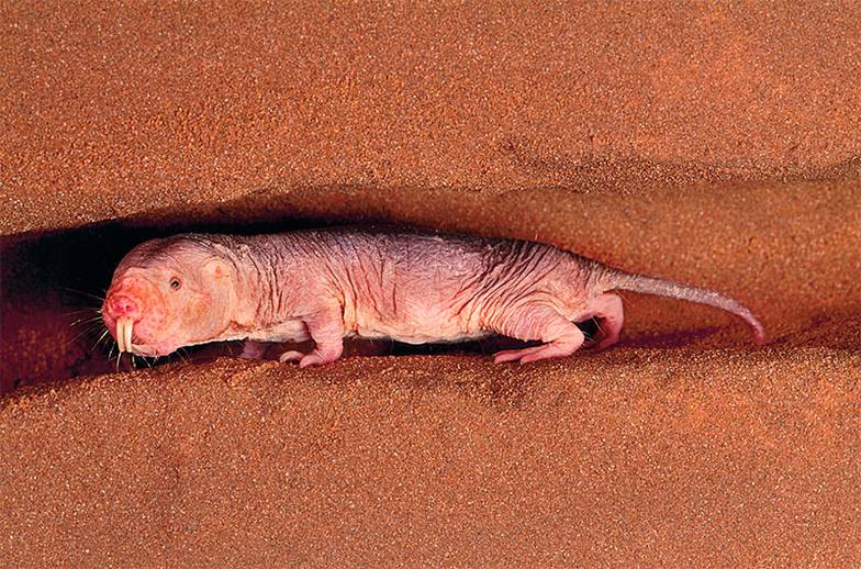 TASS Голые землекопы живут аномально долго благодаря отключению программы старения