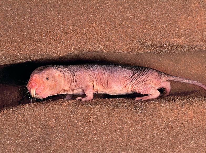 PICTURE ALLIANCE/FRANS LANTING Голый землекоп