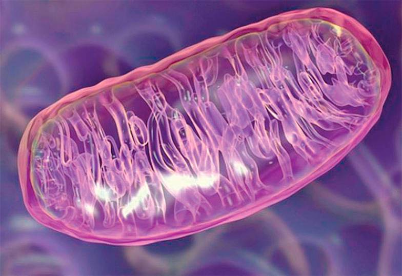  Митохондрии, энергетические фабрики клеток, участвуют в механизмах старения