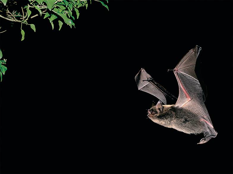 ALAMY Ночница Брандта