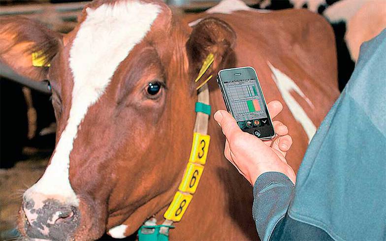  На смартфоне зоотехника вся информация об этой корове