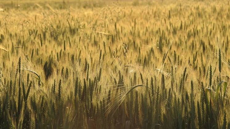 Эрдоган сообщил о продлении зерновой сделки на два месяца