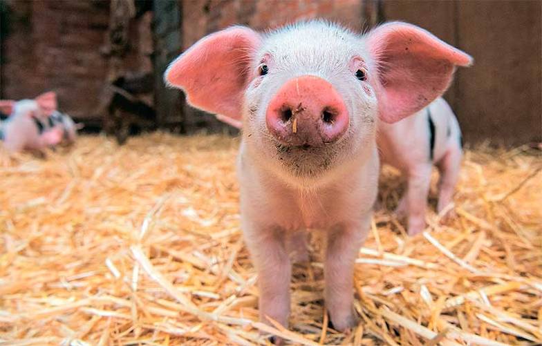 ТАСС Российские свиноводы выиграли конкуренцию по цене у аргентинских и бразильских коллег