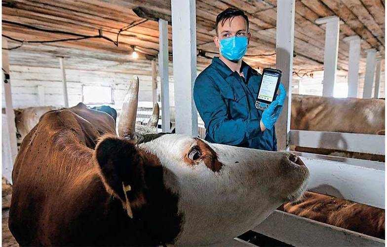 ЮРИЙ СМИТЮК/ТАСС В частных подворьях выращивают до половины говядины, потребляемой в стране